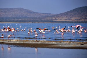 Abijatta-Shala Lakes National Park1