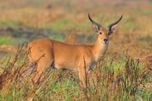 Gambella National Park1