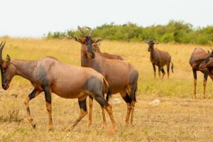 Gambella National Park2