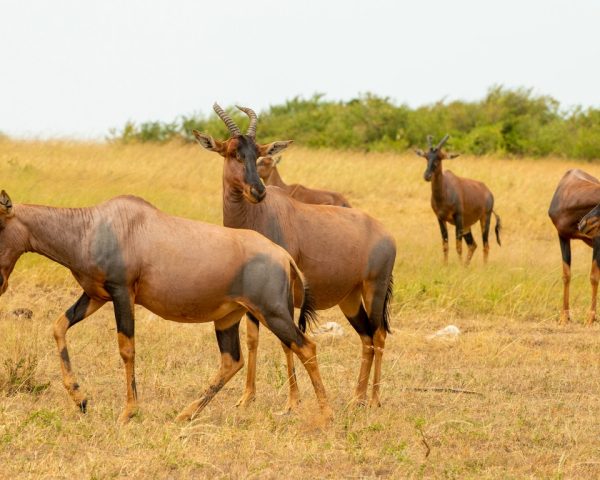 Gambella National Park2