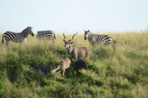 Netch sar National park3