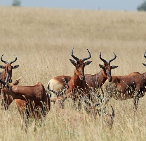 Senkelle Swayne’s Hartebeest Sanctuary