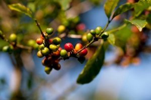 bebeka-coffee-plantation